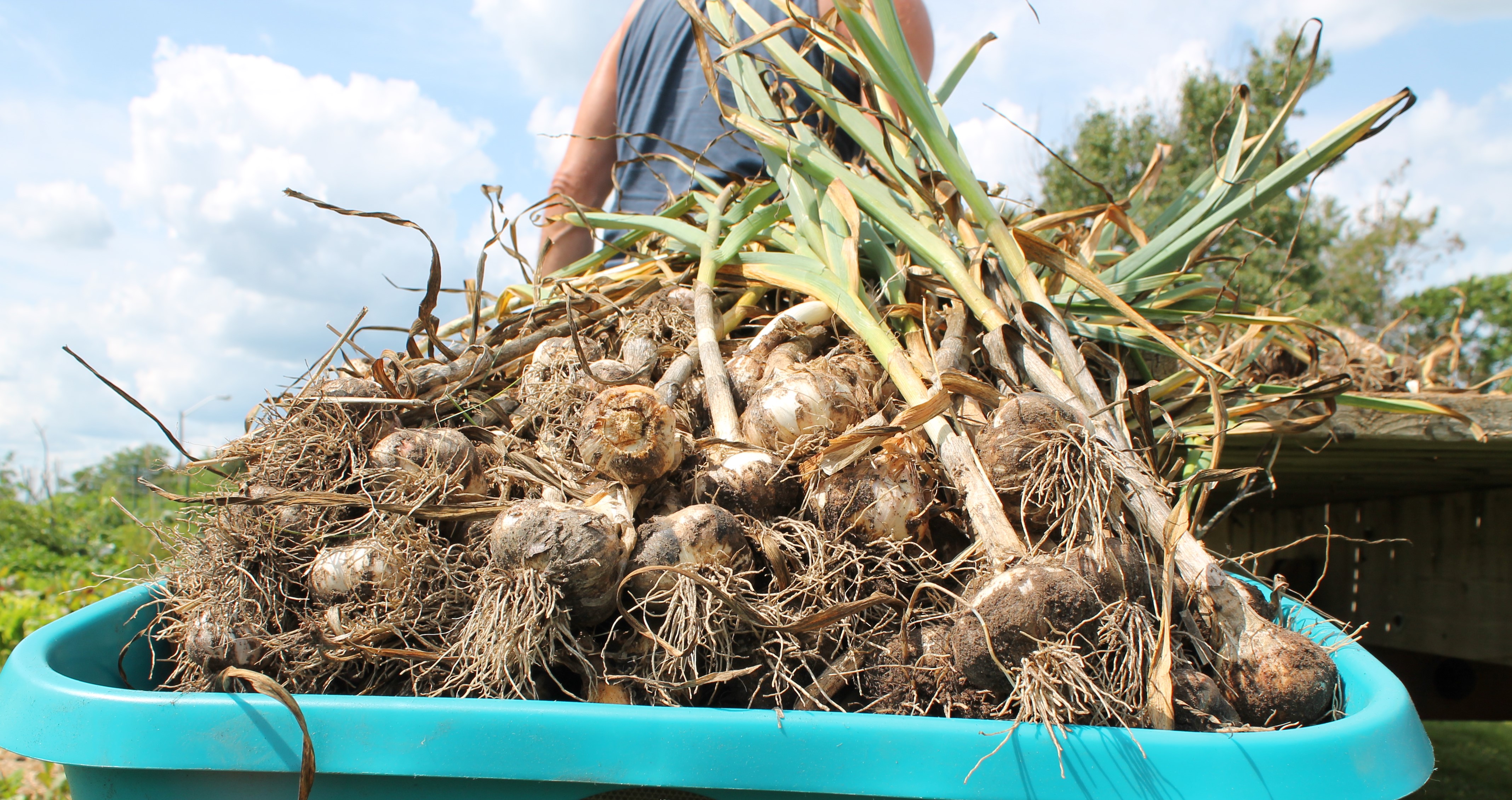 Garlic Harvest 2023